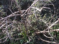 otta Forcato20110213 033